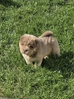 Norah blue fawn bear mini , a female Chinese Shar-Pei and Miniature Shar-Pei for sale in Pine Bush, NY – 1 of 8