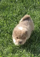 Norah blue fawn bear mini , a female Chinese Shar-Pei and Miniature Shar-Pei for sale in Pine Bush, NY – 8 of 8