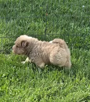 Norah blue fawn bear mini , a female Chinese Shar-Pei and Miniature Shar-Pei for sale in Pine Bush, NY – 3 of 8