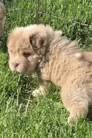 Norah blue fawn bear mini , a female Chinese Shar-Pei and Miniature Shar-Pei for sale in Pine Bush, NY – 4 of 8