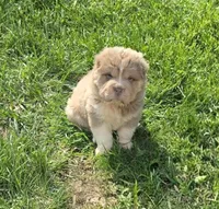 Norah blue fawn bear mini , a female Chinese Shar-Pei and Miniature Shar-Pei for sale in Pine Bush, NY – 2 of 8