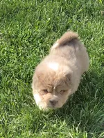 Norah blue fawn bear mini , a female Chinese Shar-Pei and Miniature Shar-Pei for sale in Pine Bush, NY – 5 of 8