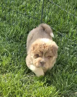 Norah blue fawn bear mini , a female Chinese Shar-Pei and Miniature Shar-Pei for sale in Pine Bush, NY – 7 of 8