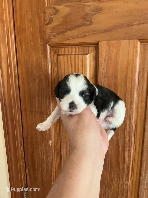 Lady Gaga – Shihpoo puppy for sale in Holton, IN