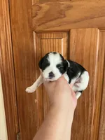 Lady Gaga, a female Shihpoo for sale in Holton, IN – 1 of 3