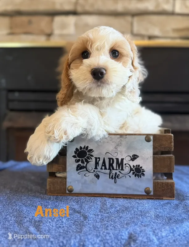 Ansel – Cockapoo puppy for sale in Holton, IN