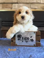 Ansel, a male Cockapoo for sale in Holton, IN – 1 of 1