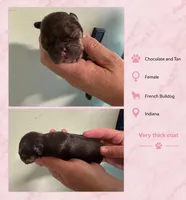 Laurie, a female French Bulldog for sale in Holton, IN – 1 of 3