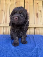 Henrick , a male Cockapoo for sale in Holton, IN – 2 of 2