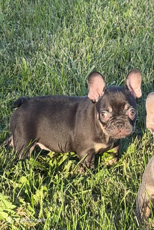 Coco and tan – French Bulldog puppy for sale in Holton, IN