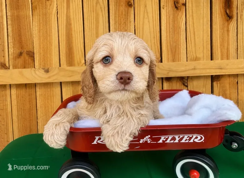 Blaze mountkian  – Cockapoo puppy for sale in Holton, IN