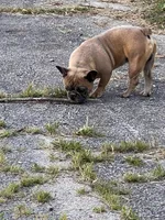 Fab stud, a male French Bulldog for sale in Holton, IN – Photo 8 of 10