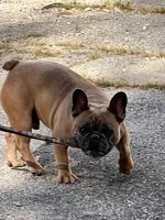 Fab stud, a male French Bulldog for sale in Holton, IN – Photo 1 of 10