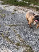 Fab stud, a male French Bulldog for sale in Holton, IN – Photo 2 of 10