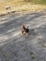 Fab stud, a male French Bulldog for sale in Holton, IN – Photo 10 of 10