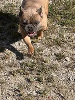 Fab stud, a male French Bulldog for sale in Holton, IN – Photo 7 of 10