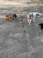 Fab stud, a male French Bulldog for sale in Holton, IN – Photo 5 of 10