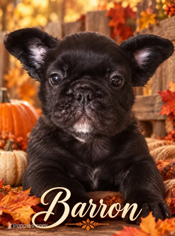 Barron fluffy – French Bulldog puppy for sale in Holton, IN