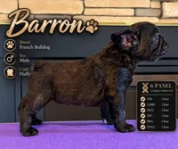 Fluffy, a male French Bulldog for sale in Holton, IN – 2 of 2