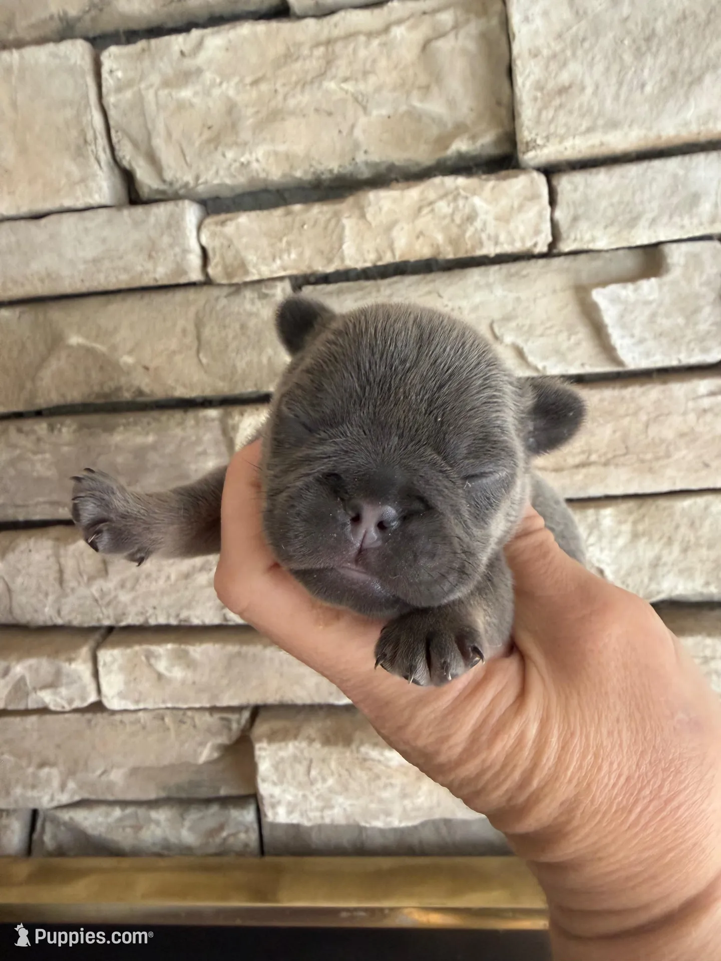 Lestat – French Bulldog puppy for sale in Holton, IN