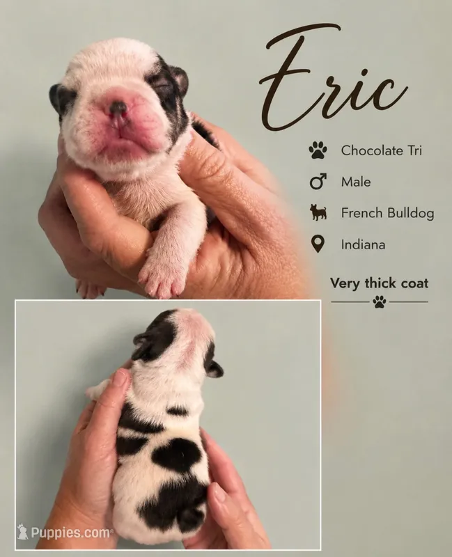Eric – French Bulldog puppy for sale in Holton, IN