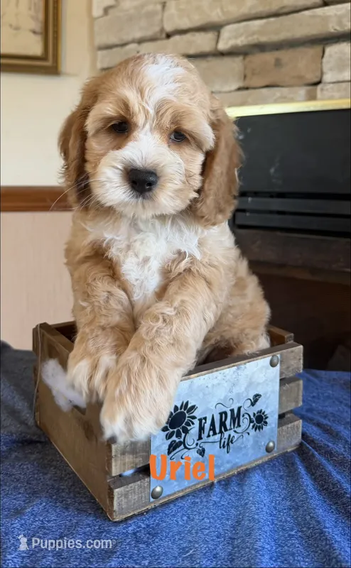 Uriel maxi size – Cockapoo puppy for sale in Holton, IN