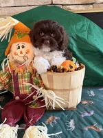 Patron, a male Cockapoo for sale in Holton, IN – 3 of 4