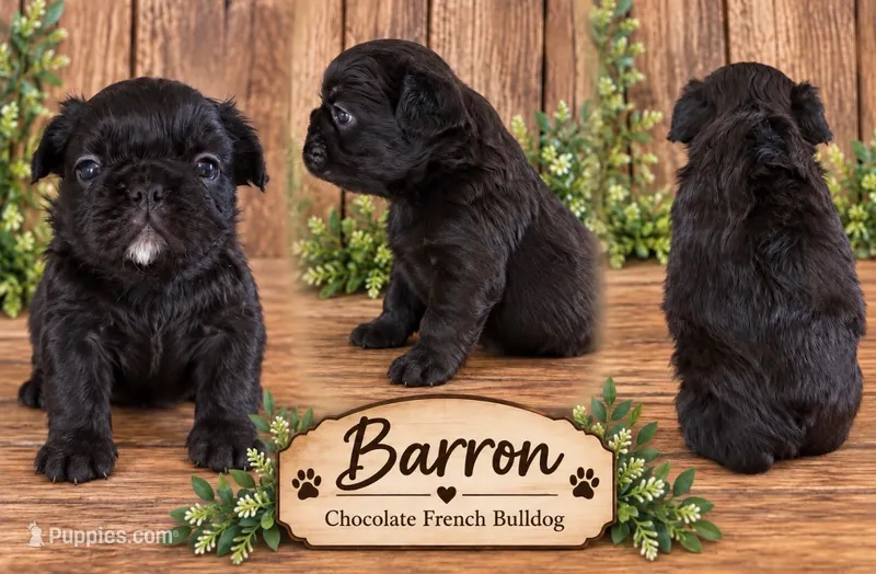 Barron fluffy – French Bulldog puppy for sale in Holton, IN
