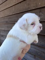 Red and white male, a male French Bulldog and Cockapoo for sale in Holton, IN – Photo 3 of 3
