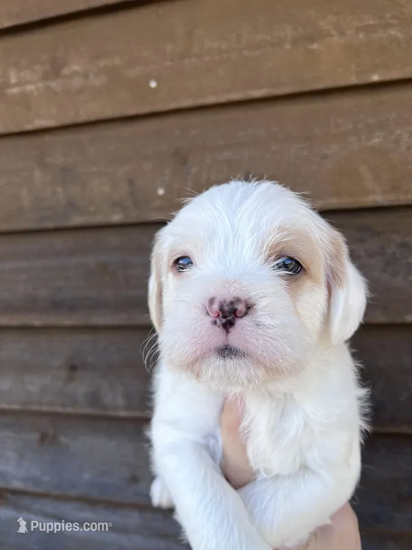 Red and white male, a male French Bulldog and Cockapoo for sale in Holton, IN – Photo 1 of 3