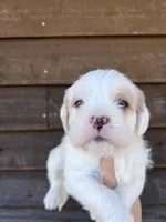 Red and white male, a male French Bulldog and Cockapoo for sale in Holton, IN – Photo 2 of 3