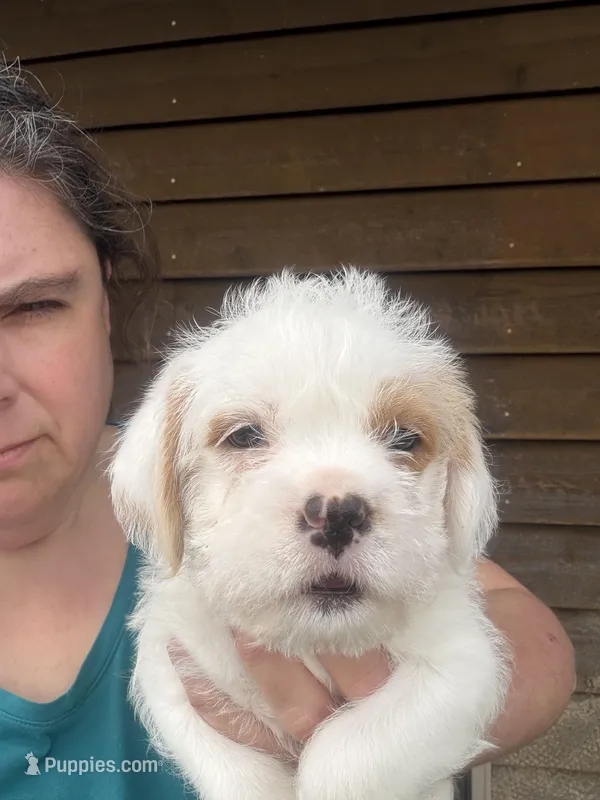 Red and white male – French Bulldog, Cockapoo puppy for sale in Holton, IN