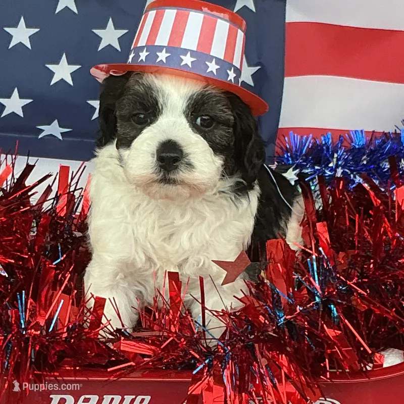Lady Gaga – Shihpoo puppy for sale in Holton, IN