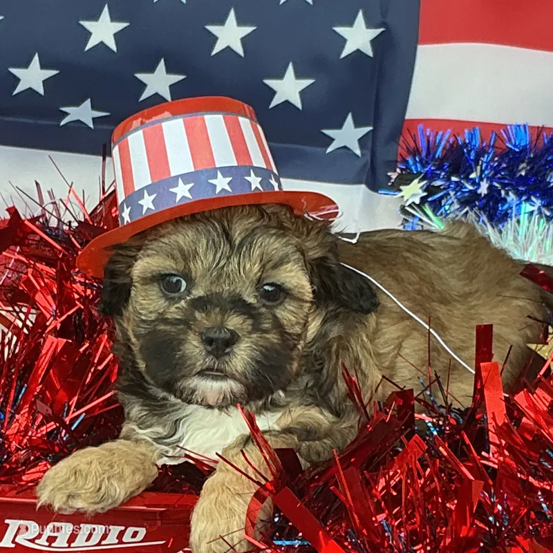 Taylor Swift – Shihpoo puppy for sale in Holton, IN