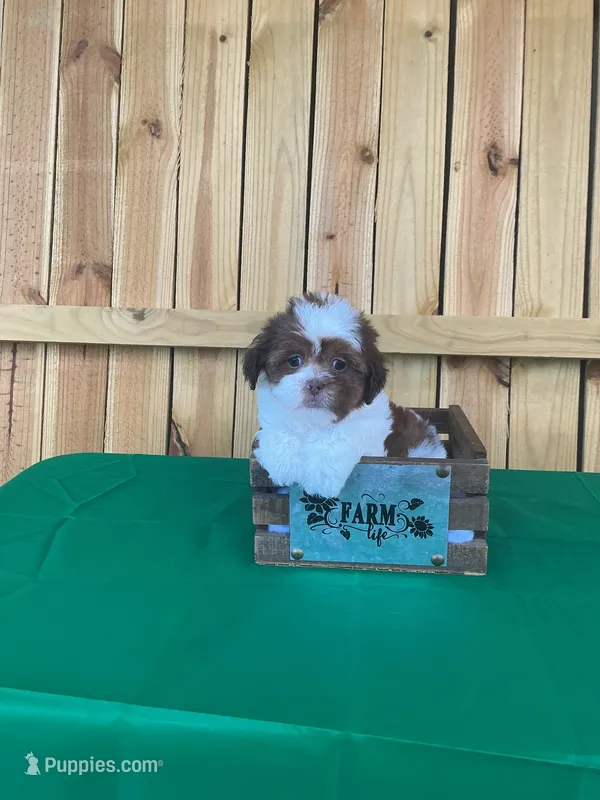 Cher – Shihpoo puppy for sale in Holton, IN