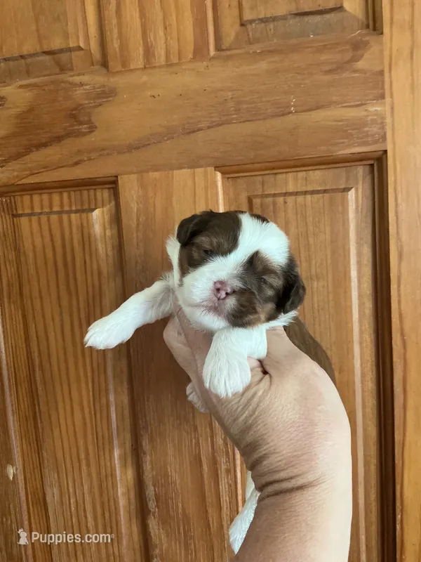 Cher – Shihpoo puppy for sale in Holton, IN