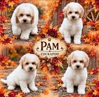 Pam, a female Cockapoo for sale in Holton, IN – 1 of 1