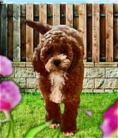 Layla, a female Cockapoo for sale in Holton, IN – Photo 1 of 2