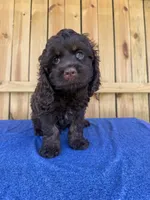 Henrick , a male Cockapoo for sale in Holton, IN – 1 of 2