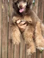 100% clear mini male, a male Poodle - Miniature  for sale in Holton, IN – Photo 8 of 8