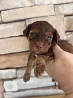 100% clear mini male, a male Poodle - Miniature  for sale in Holton, IN – Photo 7 of 8