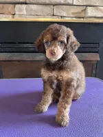 100% clear mini male, a male Poodle - Miniature  for sale in Holton, IN – Photo 6 of 8