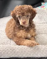 100% clear mini male, a male Poodle - Miniature  for sale in Holton, IN – Photo 2 of 8