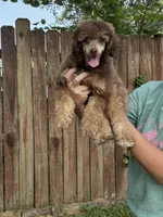 100% clear mini male, a male Poodle - Miniature  for sale in Holton, IN – Photo 1 of 8