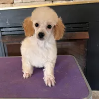 Jenna , a female Poodle - Miniature  for sale in Holton, IN – Photo 3 of 3