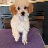 Jenna , a female Poodle - Miniature  for sale in Holton, IN – Photo 2 of 3