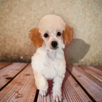 Jenna , a female Poodle - Miniature  for sale in Holton, IN – Photo 1 of 3