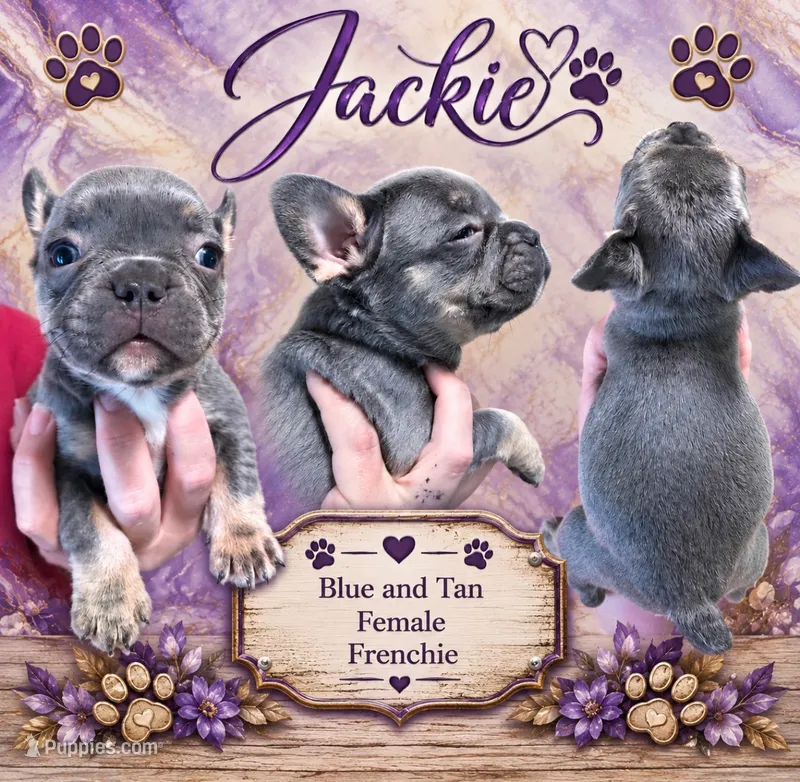 Jackie – French Bulldog puppy for sale in Holton, IN