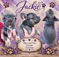 Jackie, a female French Bulldog for sale in Holton, IN – 1 of 3