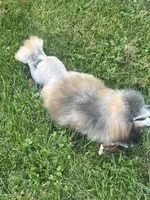 Sable mini/moyen, a male Poodle - Miniature  for sale in Holton, IN – Photo 7 of 9